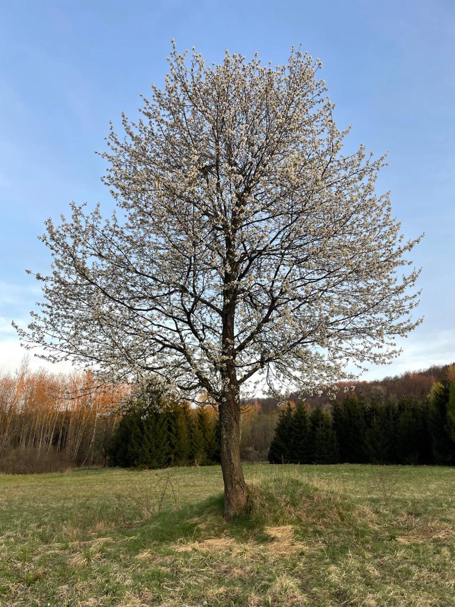 Latarnia Wagabundy Bieszczady Wola Michowa Exterior foto
